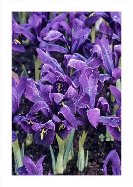 Dwarf iris George flowers