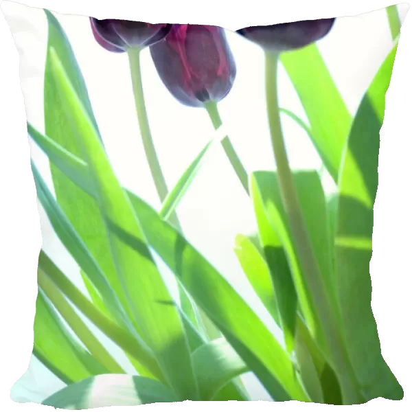 Tulip flowers (Tulipa sp. )