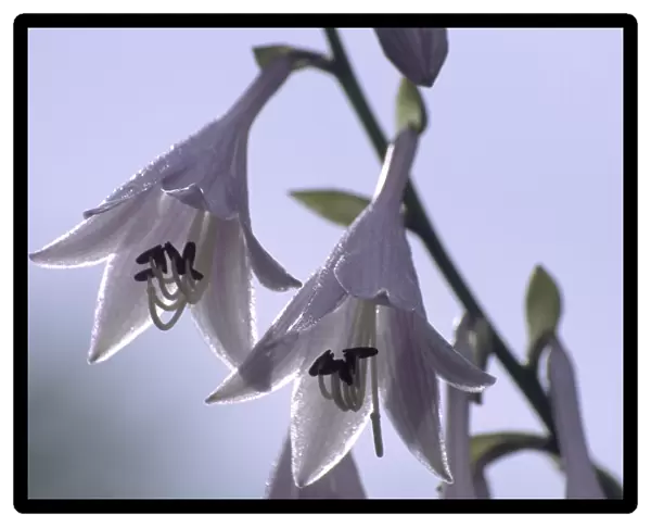 Plantain lily flowers (Hosta sp. )