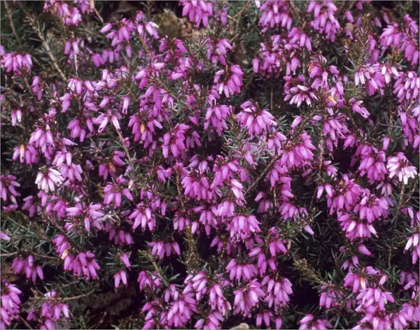 Heather Late Pink flowers