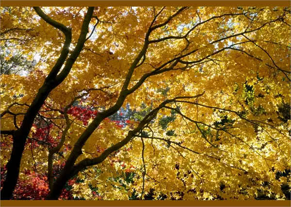Japanese maple trees in autumn