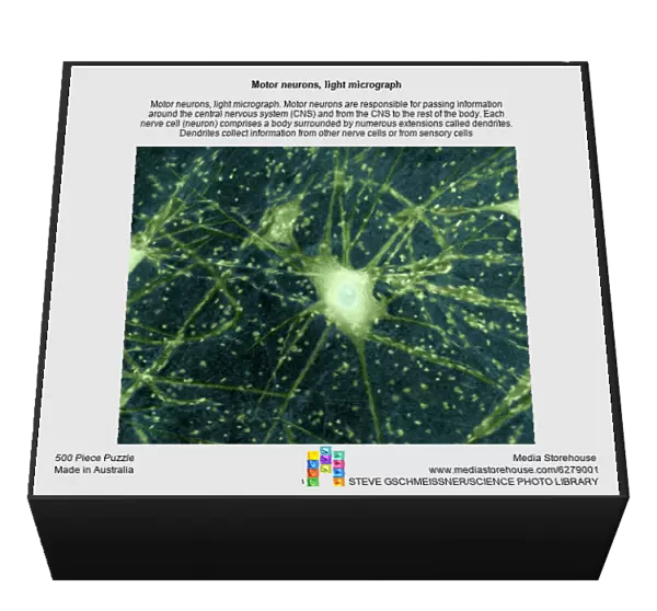 Motor neurons, light micrograph