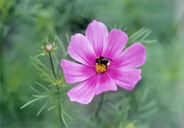 Cosmos bipinnatus with a bumble bee