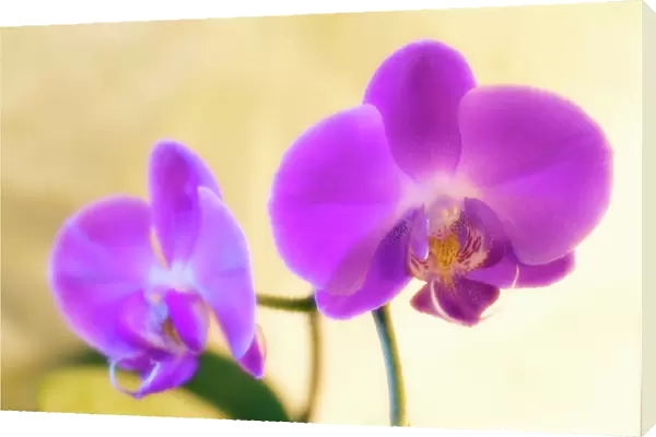 Orchid (Phalaenopsis sp. )