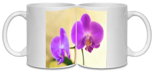 Orchid (Phalaenopsis sp. )