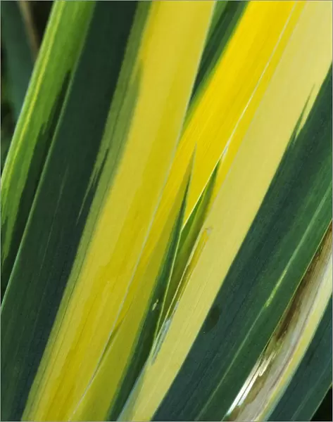 Variegated sweet iris (Iris Variegata )