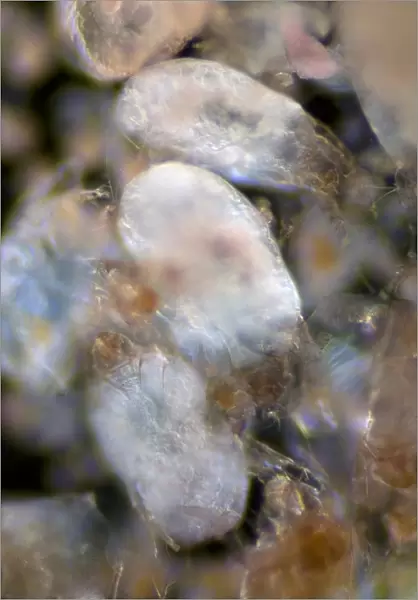 House dust mites, light micrograph