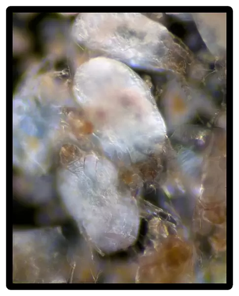 House dust mites, light micrograph