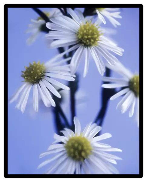 Aster flowers (Aster sp. )