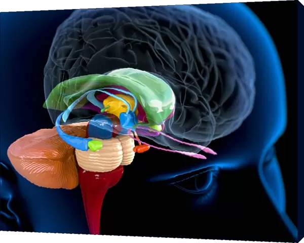 Human brain anatomy, artwork