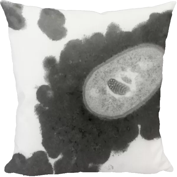 Skin bacterium enclosed in a capsule