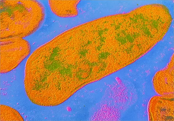 Acinetobacter sp. bacteria