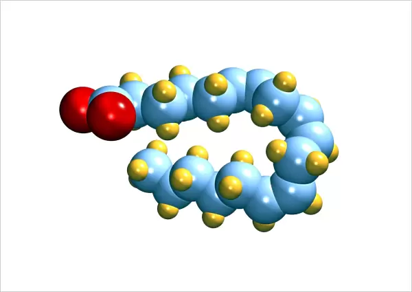 Gamma-linolenic acid, computer model