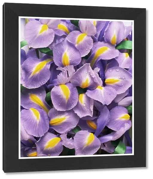 Iris flowers (Iris sp. )