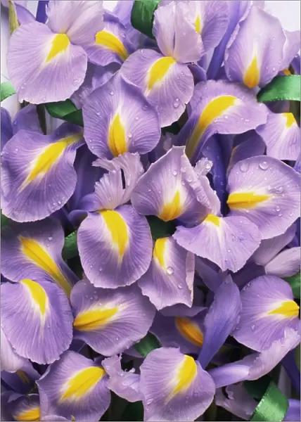 Iris flowers (Iris sp. )