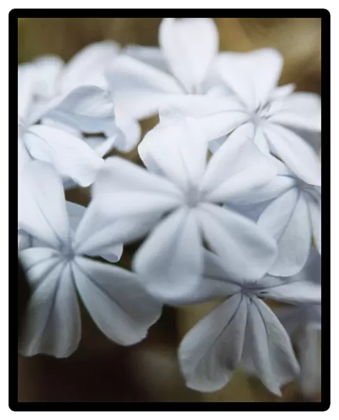 Periwinkle flowers