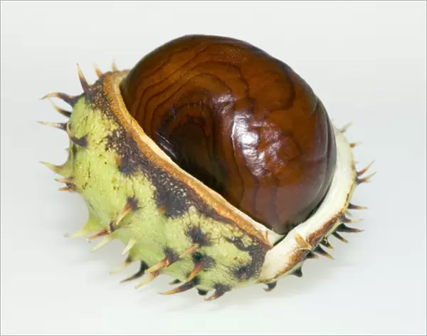 Conker. This is the fruit of the common horse chestnut tree (Aesculus hippocastanum)