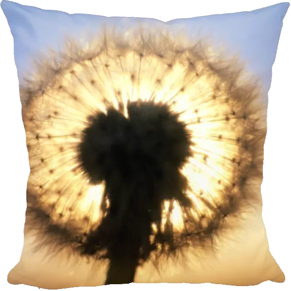 Dandelion seed-head, Taraxacum