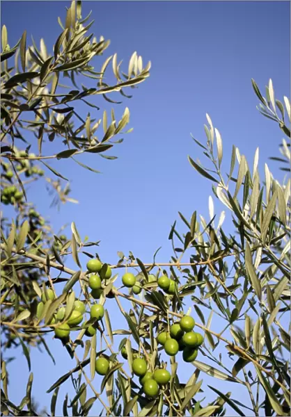 Olives (Olea europea) on a branch. Photographed in Albomartes, Granada, Spain, in August