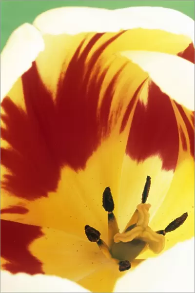 Tulip flower (Tulipa Burning Heart )