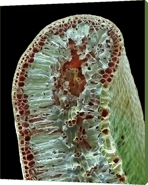 Leaf tissue structure, SEM