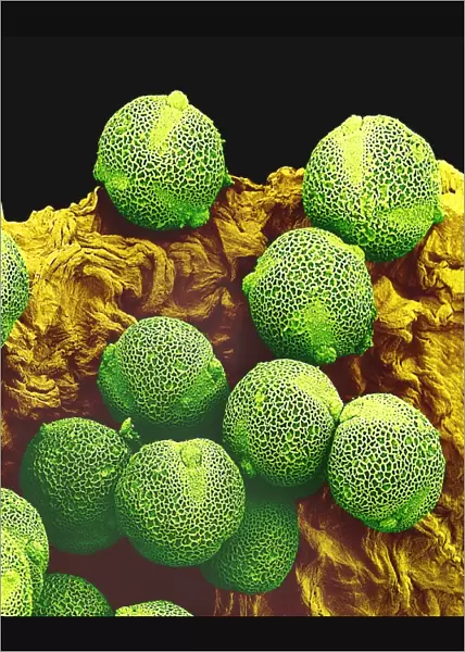 Cucumber pollen grains, SEM