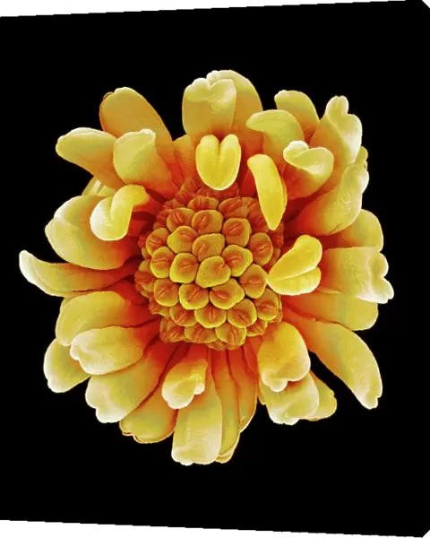 Buttercup flower, SEM