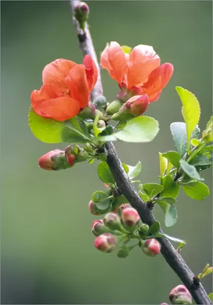 Chaenomeles japonica flowers