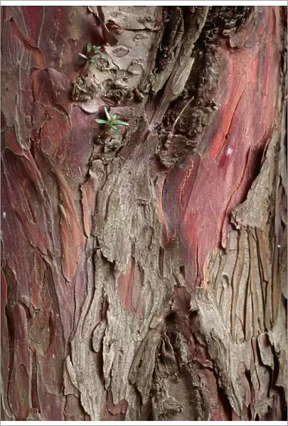 Yew tree bark
