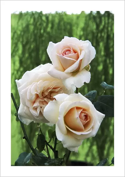 Rose flowers (Rosa Penny Lane )
