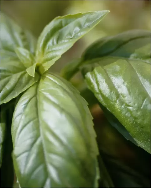 Basil (Ocimum basilicum)