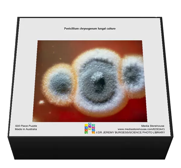 Penicillium chrysogenum fungal culture