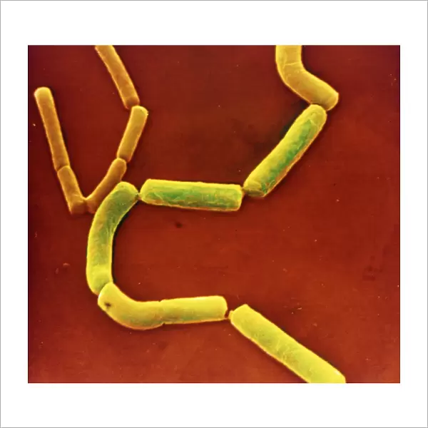 Clostridium perfringens bacteria