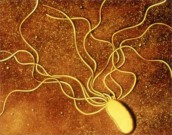 Art of a Salmonella-like bacterium