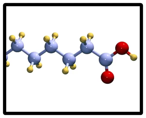 Elaidic acid, computer model