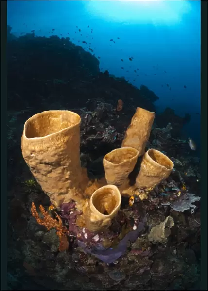Tube sponges