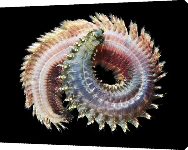 Sandworm (Nereis pellagica). Sandworms are marine annelid worms that burrow in wet sand