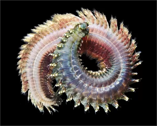 Sandworm (Nereis pellagica). Sandworms are marine annelid worms that burrow in wet sand