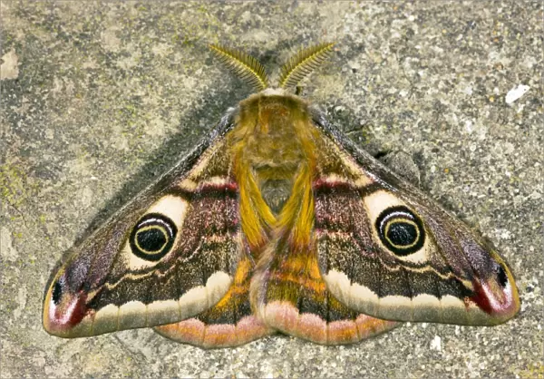 Male emperor moth