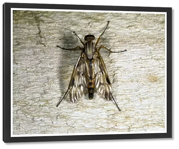 Snipe fly. Down-looker fly (Rhagio scolopacea) on tree bark