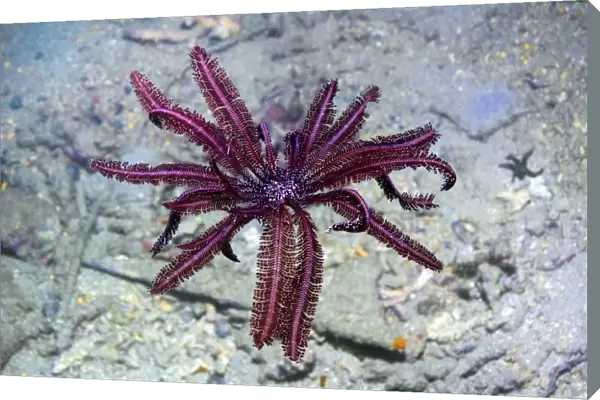 Crinoid, or featherstar, floating in the ocean