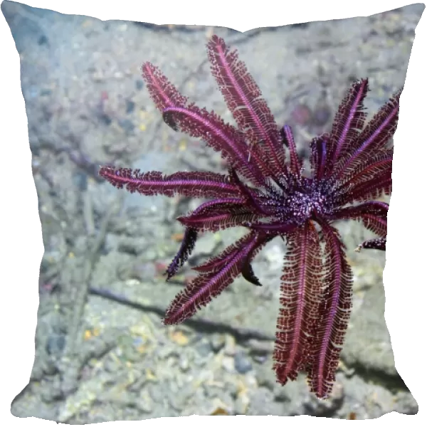 Crinoid, or featherstar, floating in the ocean
