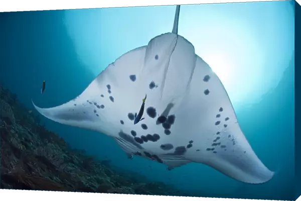 Manta ray (Manta birostris). This is the worlds largest ray
