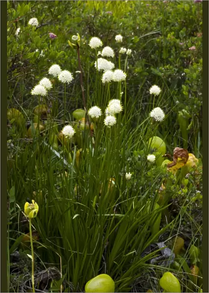 Swamp lily (Tofieldia occidentalis)