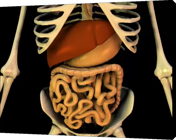 Abdominal organs, anatomical artwork