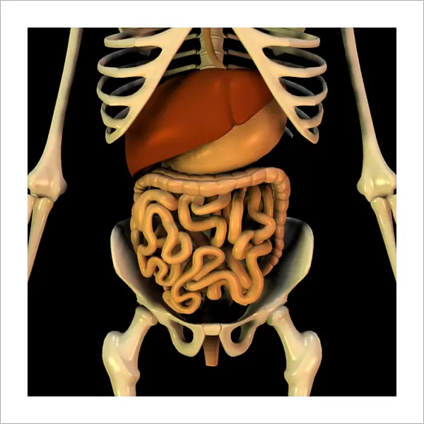 Abdominal organs, anatomical artwork