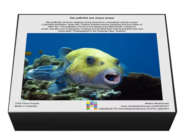 Star pufferfish and cleaner wrasse