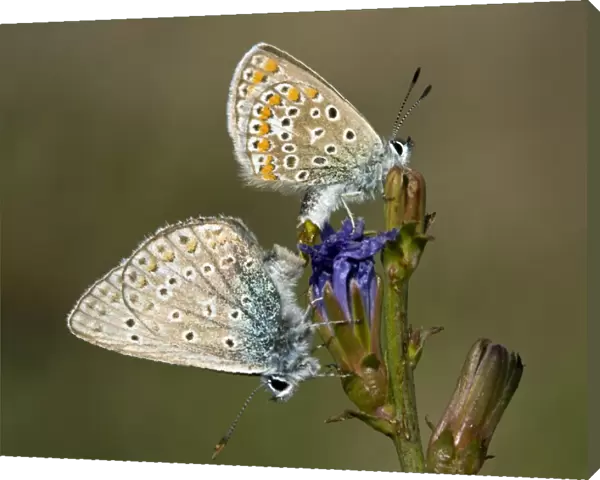 Mating Common Blue Butterflies