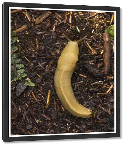 Pacific banana slug