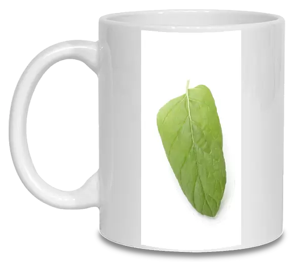 Mint leaf (Mentha sp.)